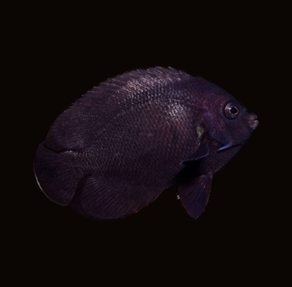 Nox Angelfish | Centropyge nox