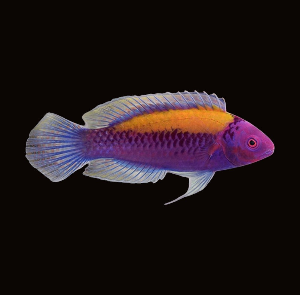 Orange Back Fairy Wrasse | Cirrhilabrus aurantidorsalis