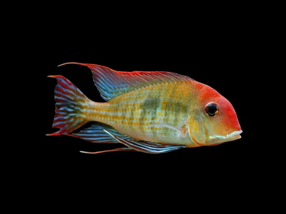 Orange Head Tapajo