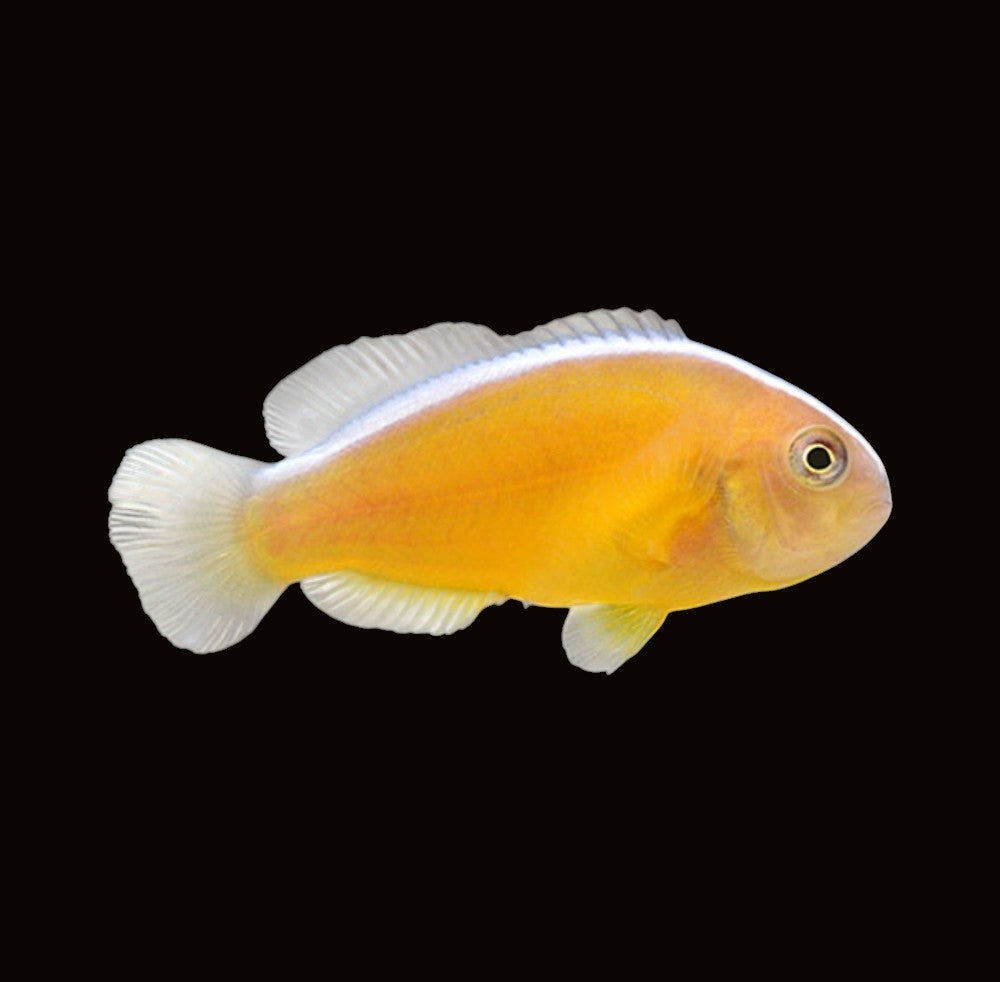 Orange Skunk Clownfish Pair | Amphiprion sandaracinos