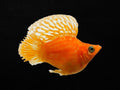 Orange Sunkist Balloon Molly