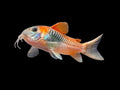 Orange Venezuelan Corydoras