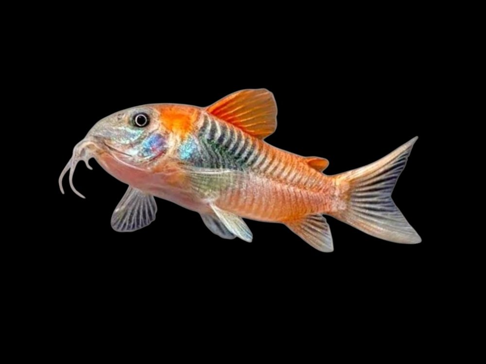Orange Venezuelan Corydoras