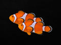 Orange & White Ocellaris Clownfish Pair | Amphiprion ocellaris