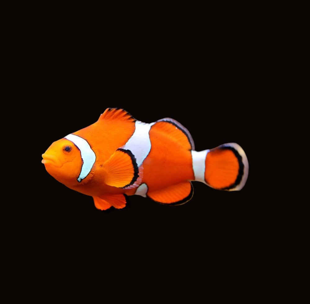 Orange & White Wild Ocellaris Clownfish | Amphiprion ocellaris