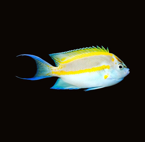 Bellus Angelfish Male | Genicanthus bellus