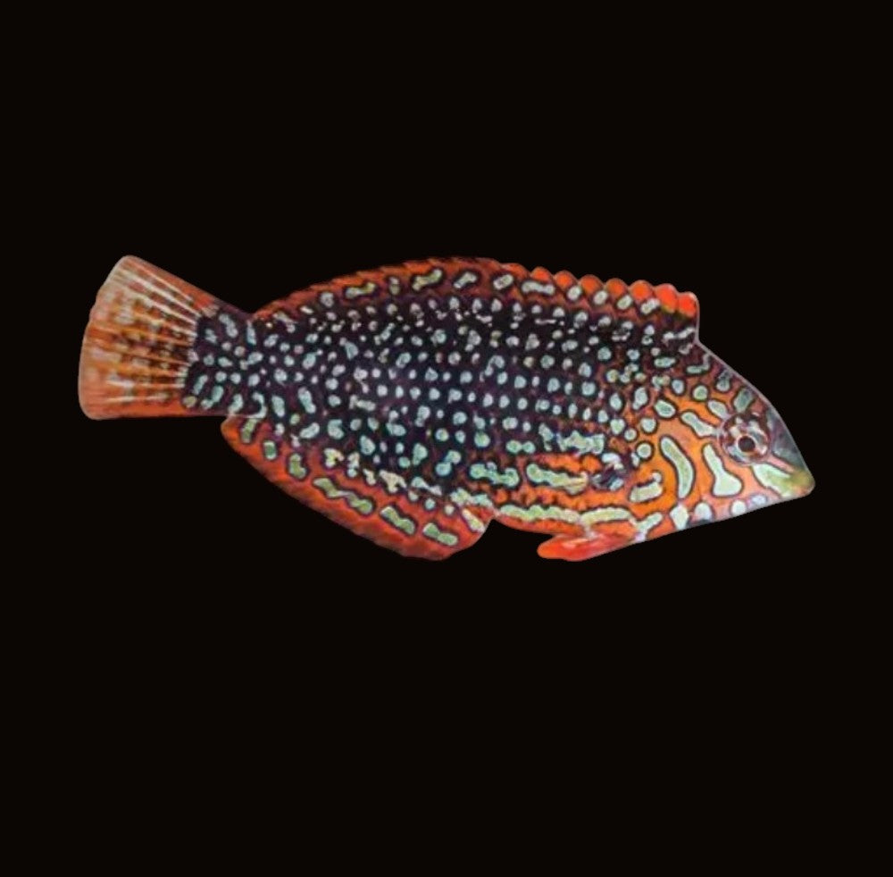 Ornate Leopard Wrasse Female | Macropharyngodon ornatus
