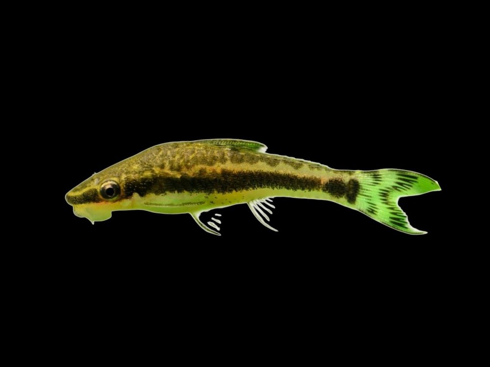 Otocinclus Catfish