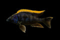 Otopharynx lithobates Black Orange Dorsal