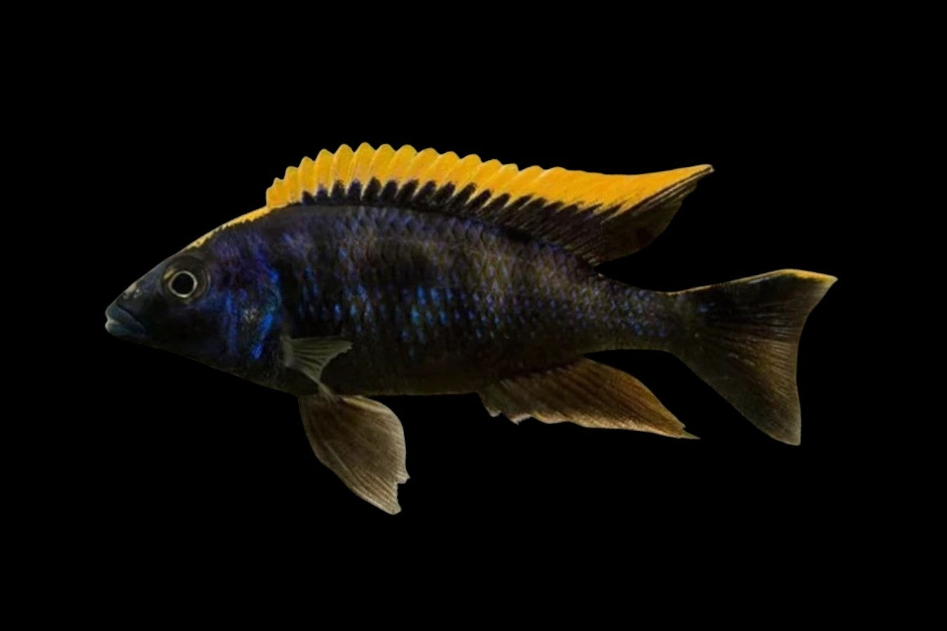 Otopharynx lithobates Black Orange Dorsal