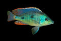 Otopharynx tetrastigma