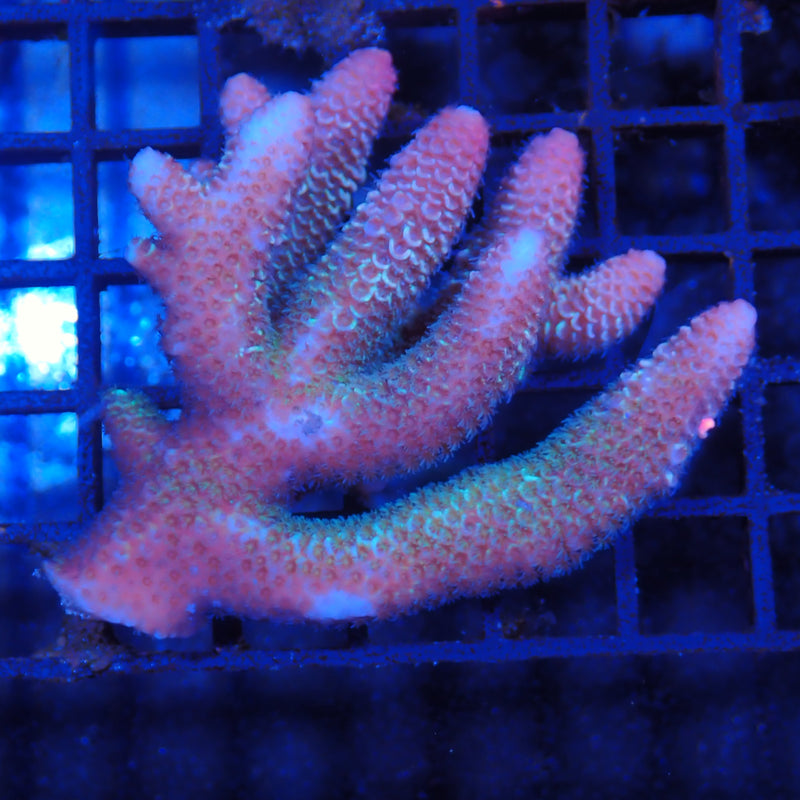 Acropora (SPS) AA001 | Acropora sp.