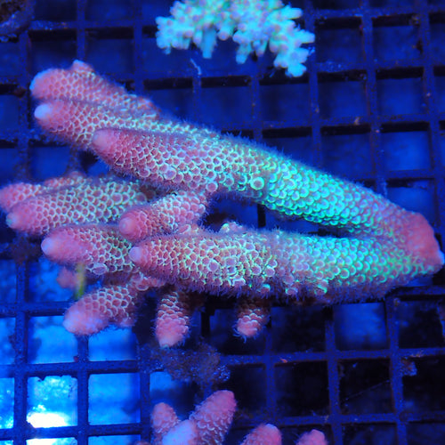 Acropora (SPS) AA002 | Acropora sp.