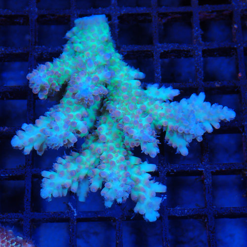 Acropora (SPS) AA003 | Acropora sp.