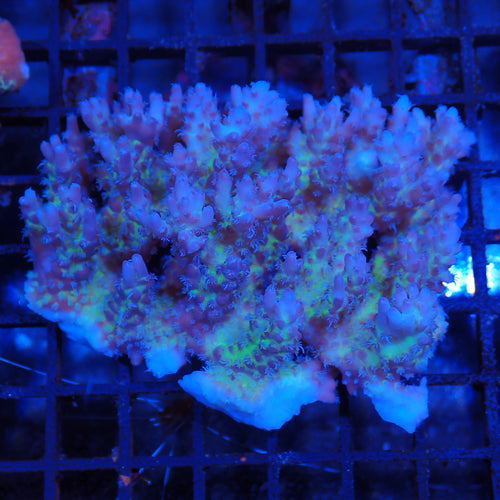 Acropora (SPS) AA005 | Acropora sp.