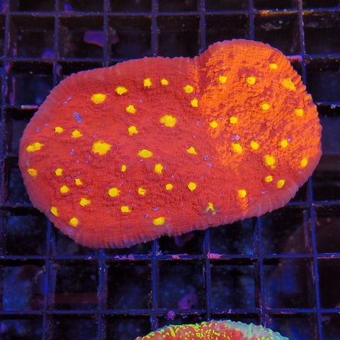 Oxypora Chalice AA2 | Oxypora sp.