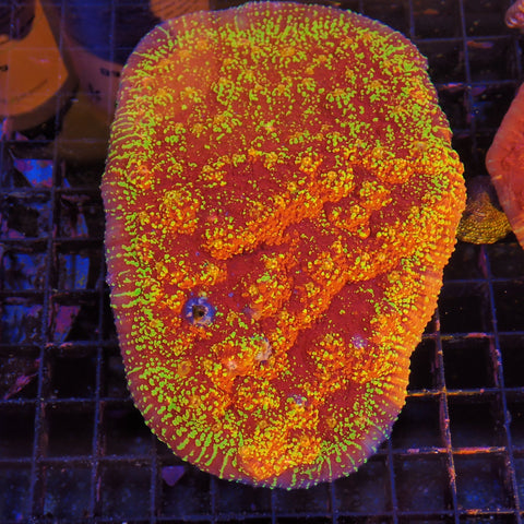 Oxypora Chalice AA3 | Oxypora sp.