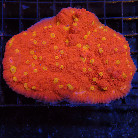Oxypora Chalice AA4 | Oxypora sp.