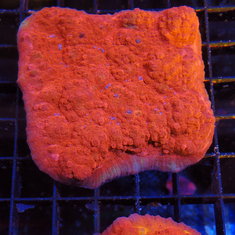 Oxypora Chalice AA5 | Oxypora sp.