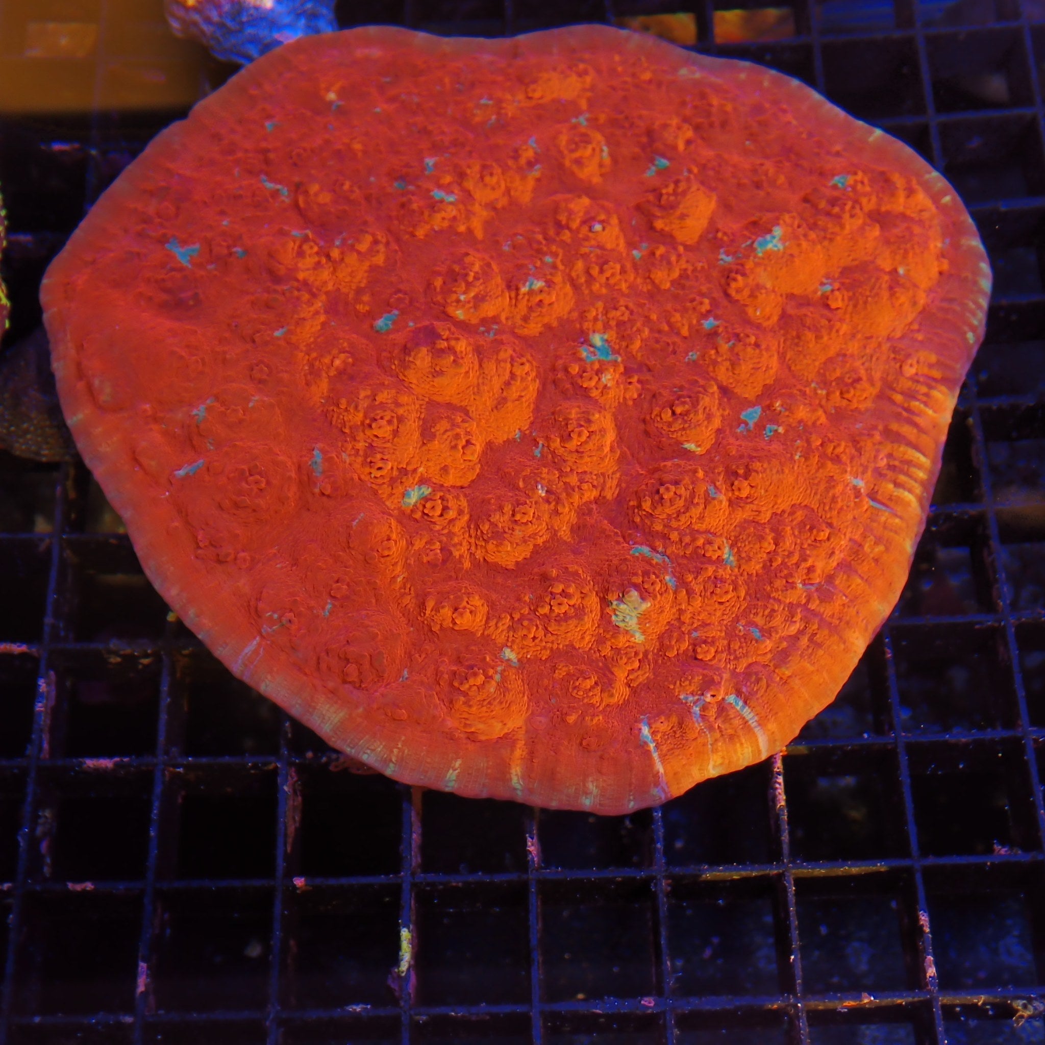 Oxypora Chalice AA6 | Oxypora sp.