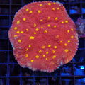 Oxypora Chalice AA9 | Oxypora sp.