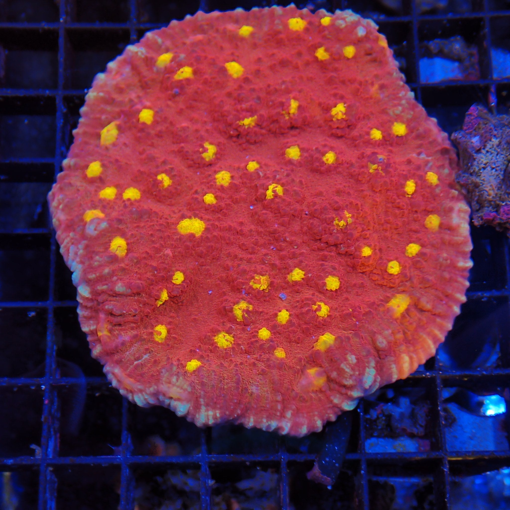 Oxypora Chalice AA9 | Oxypora sp.