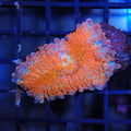 Ricordea AA001 | Ricordea / Rhodactis sp.
