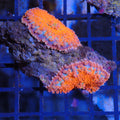 Ricordea AA002 | Ricordea / Rhodactis sp.