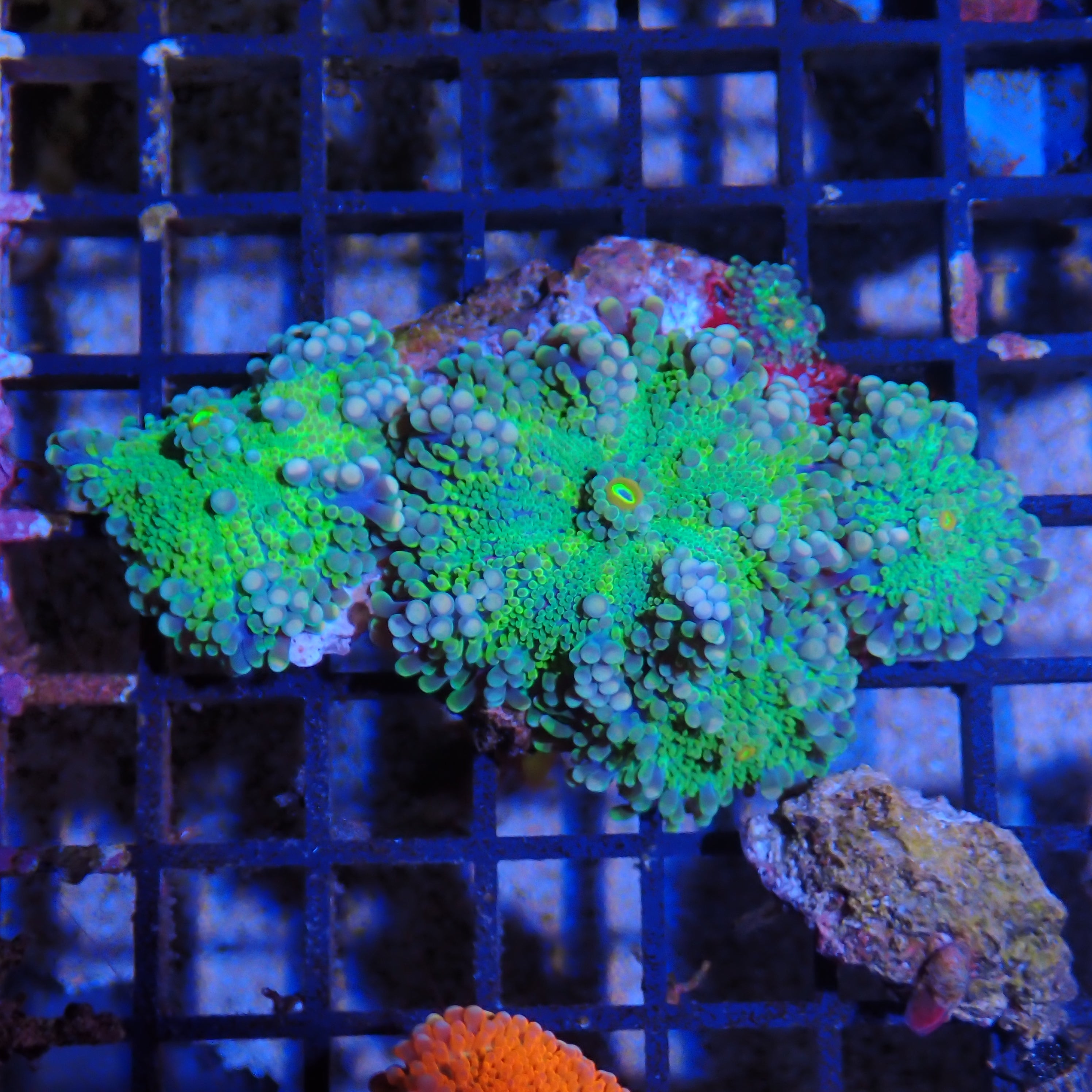 Ricordea AA003 | Ricordea / Rhodactis sp.