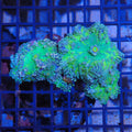 Ricordea AA005 | Ricordea / Rhodactis sp.
