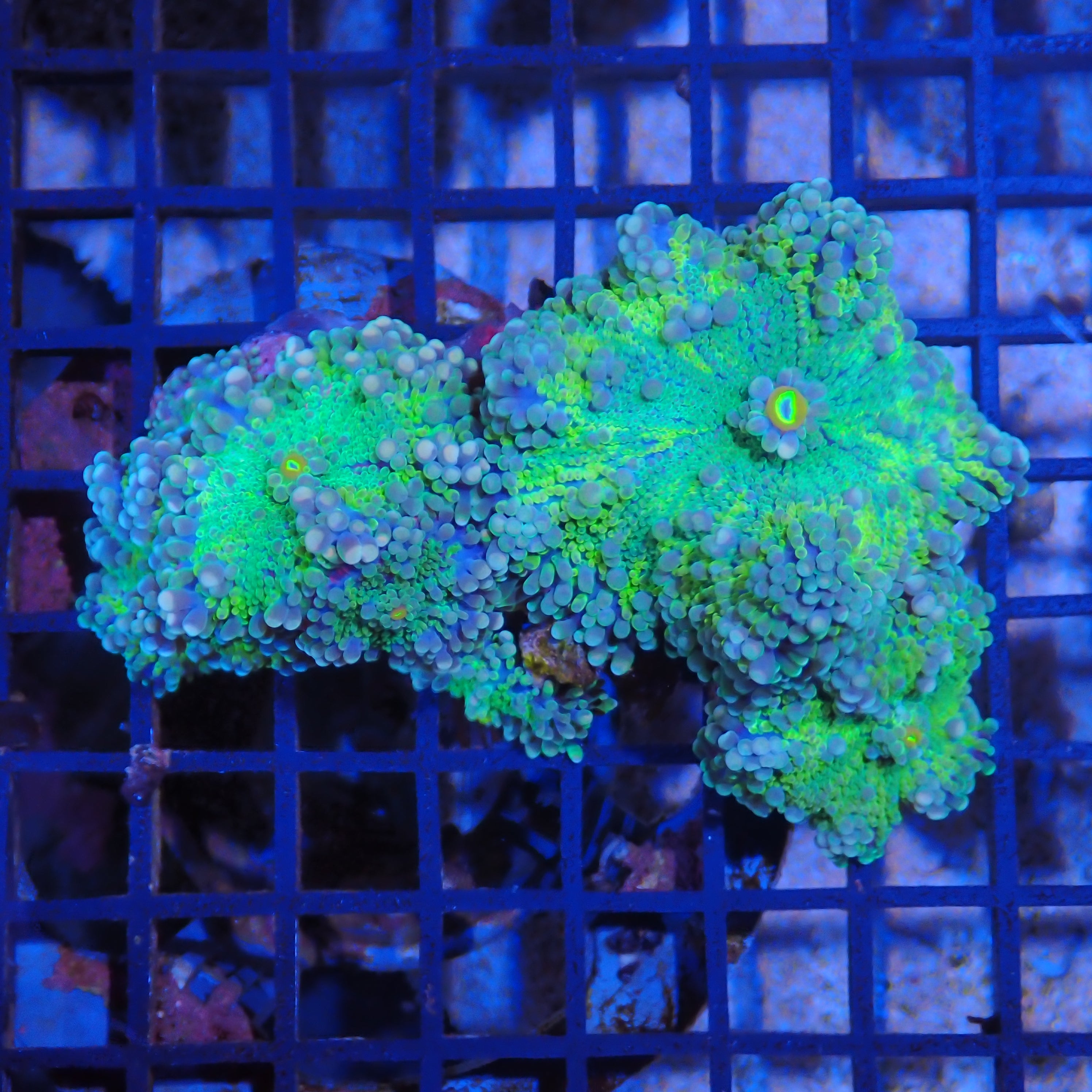 Ricordea AA005 | Ricordea / Rhodactis sp.