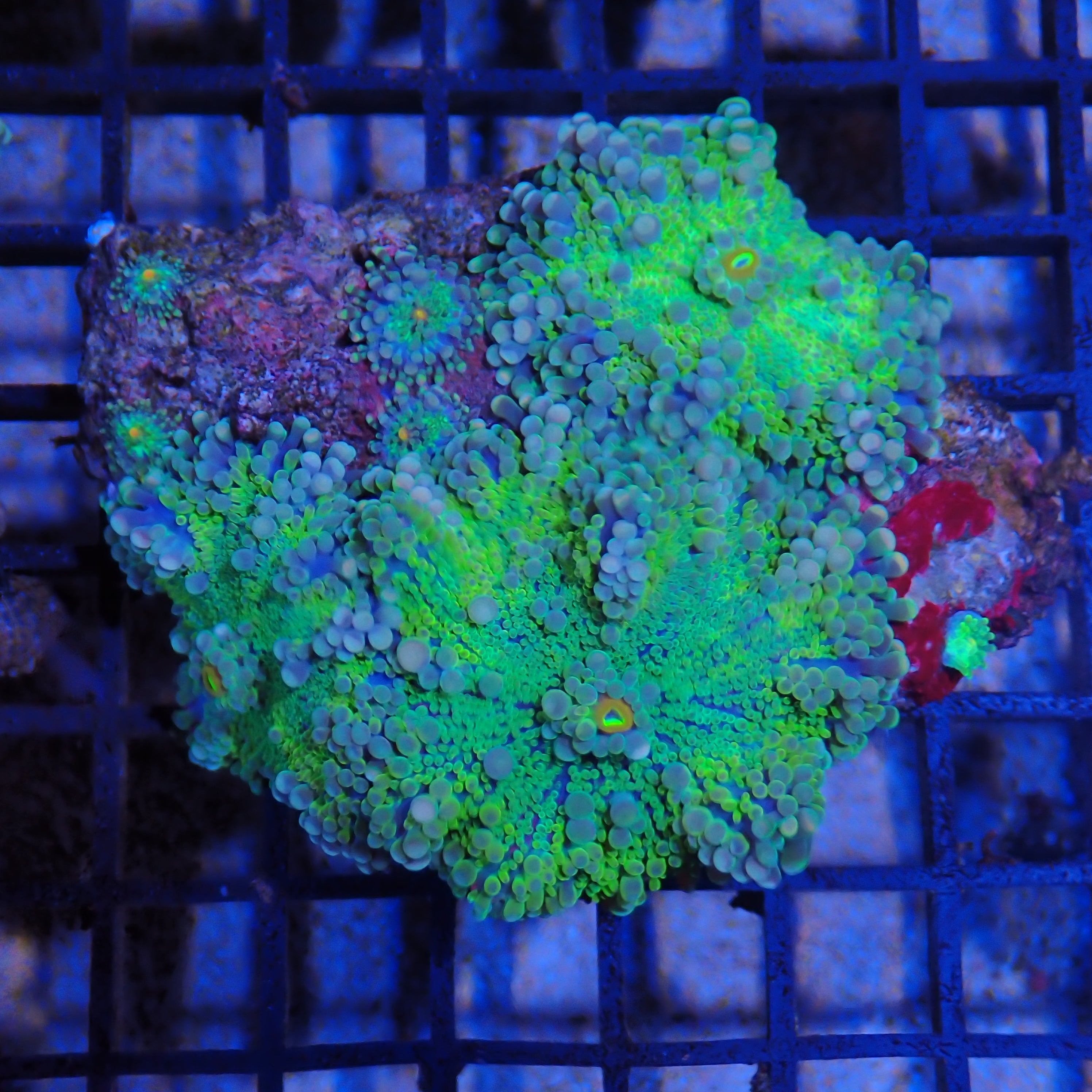 Ricordea AA006 | Ricordea / Rhodactis sp.