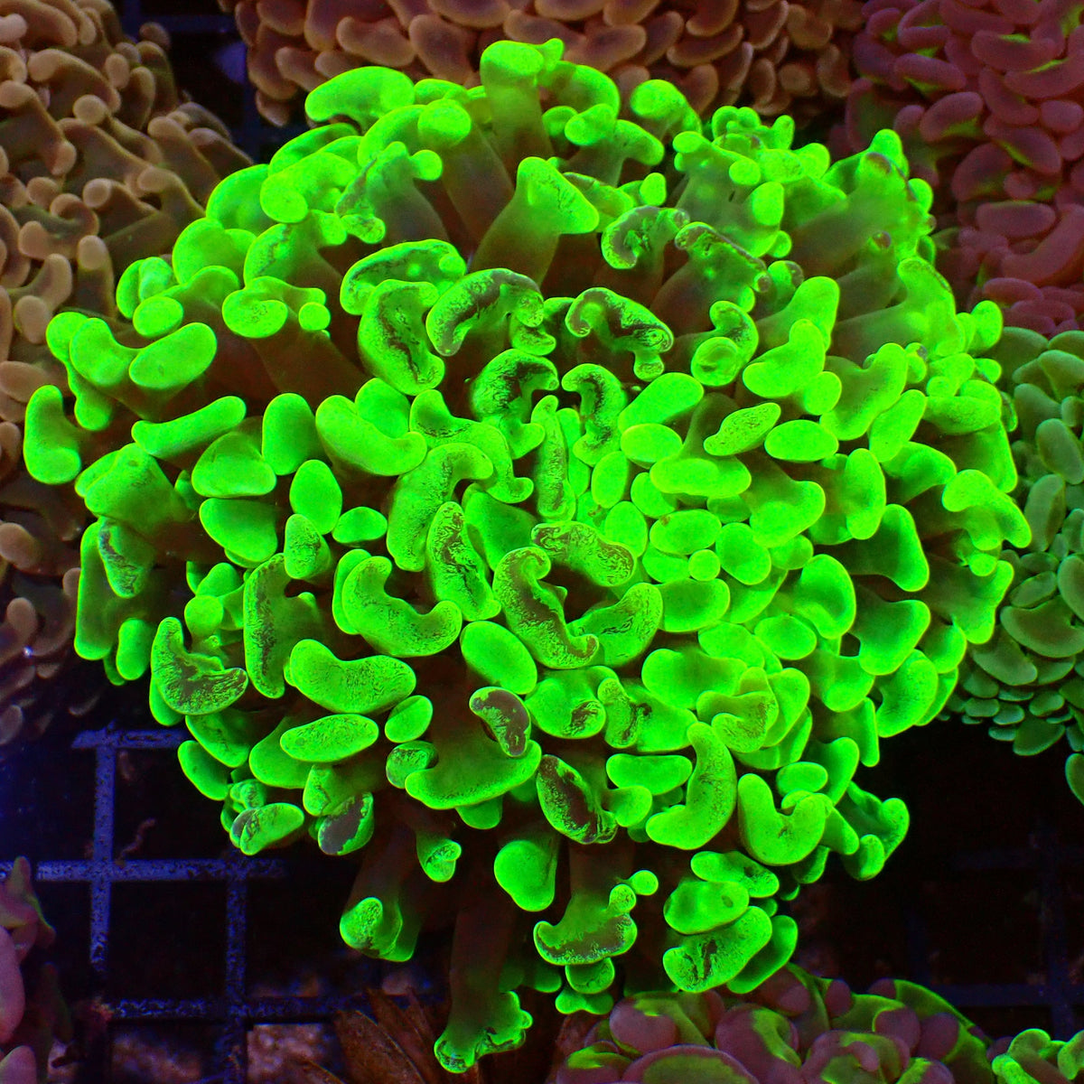 Euphyllia Ancora AA013 | Fimbriaphyllia ancora at ← Red Sea 15k