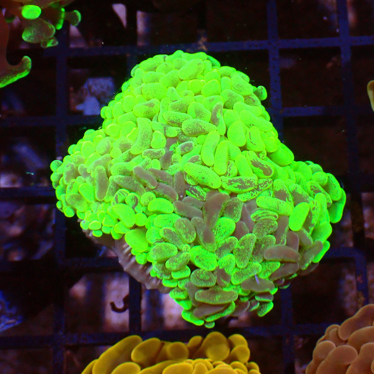 Euphyllia Ancora AA033 | Fimbriaphyllia ancora — Red Sea 15K