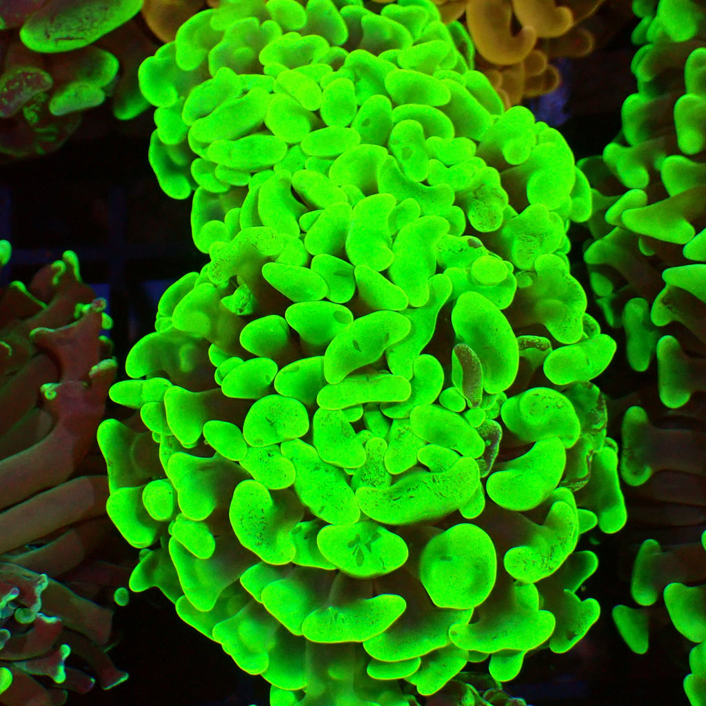 Euphyllia Ancora AA045 | Fimbriaphyllia ancora — Red Sea 15K