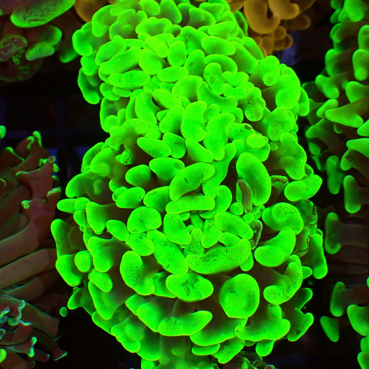 Euphyllia Ancora AA045 | Fimbriaphyllia ancora — Red Sea 15K