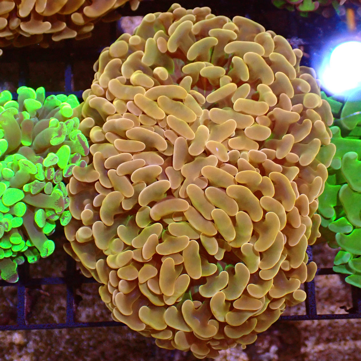 Euphyllia Ancora AA047 | Fimbriaphyllia ancora at ← Red Sea 15k