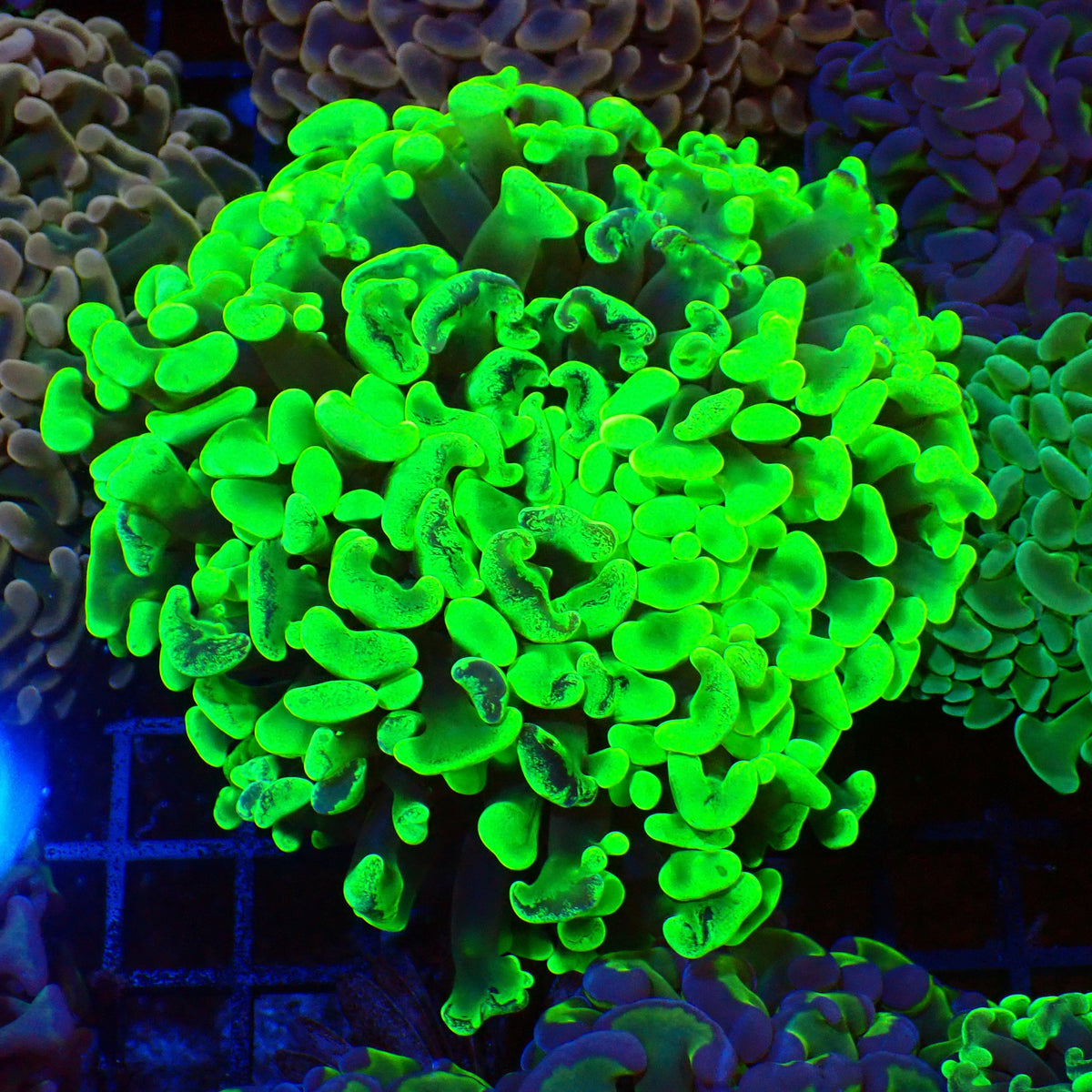 Euphyllia Ancora AA013 | Fimbriaphyllia ancora — Red Sea 20K LED