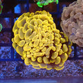 Euphyllia Ancora AA028 | Fimbriaphyllia ancora — Red Sea 20K LED