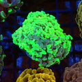 Euphyllia Ancora AA033 | Fimbriaphyllia ancora — Red Sea 20K LED