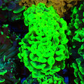 Euphyllia Ancora AA045 | Fimbriaphyllia ancora — Red Sea 20K LED