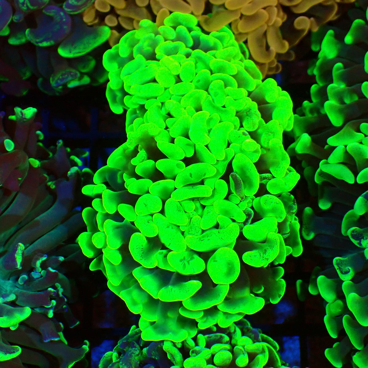 Euphyllia Ancora AA045 | Fimbriaphyllia ancora — Red Sea 20K LED