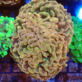 Euphyllia Ancora AA047 | Fimbriaphyllia ancora — Red Sea 20K LED