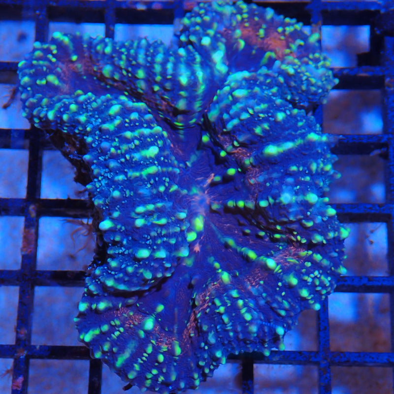 Pachysepta AA01 Acanthastrea pachysepta PA8300001