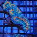 Pachysepta (Acan) AA002 | Acanthastrea pachysepta