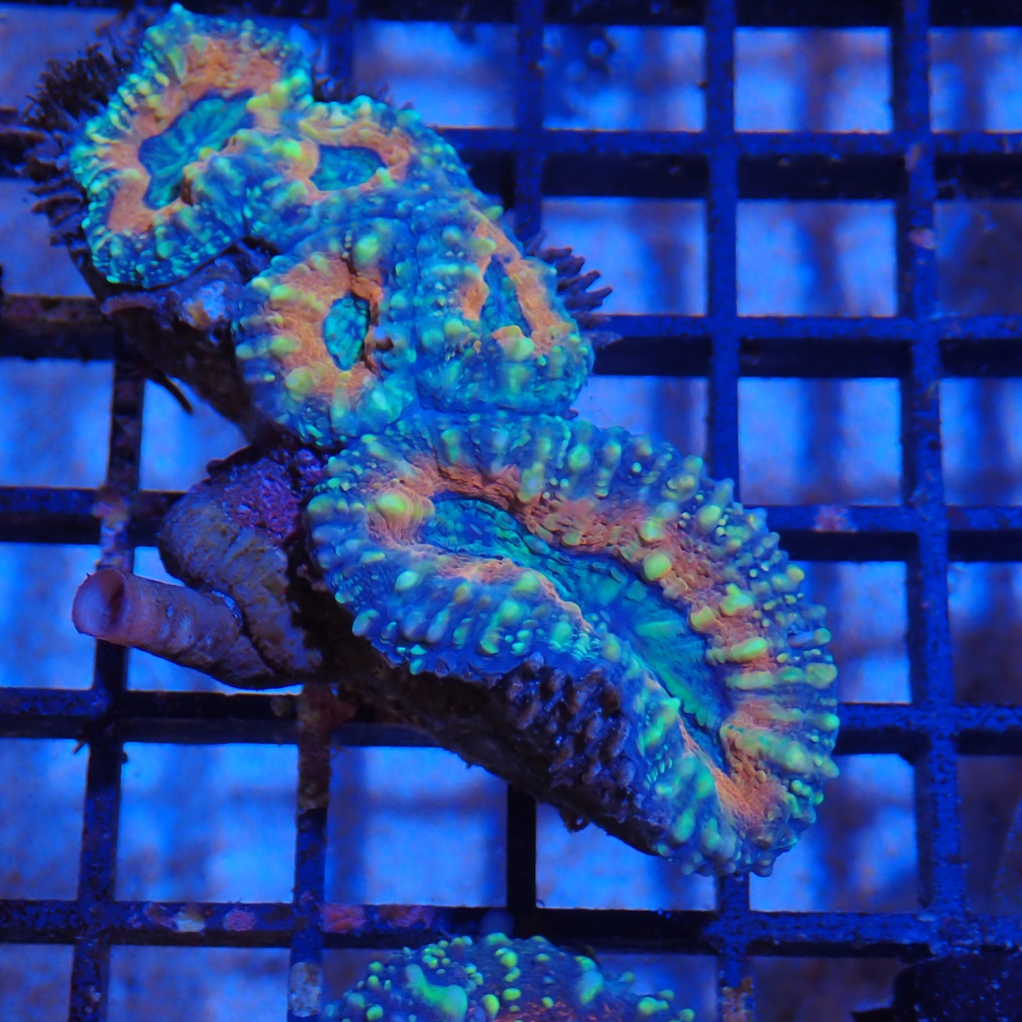 Pachysepta (Acan) AA002 | Acanthastrea pachysepta