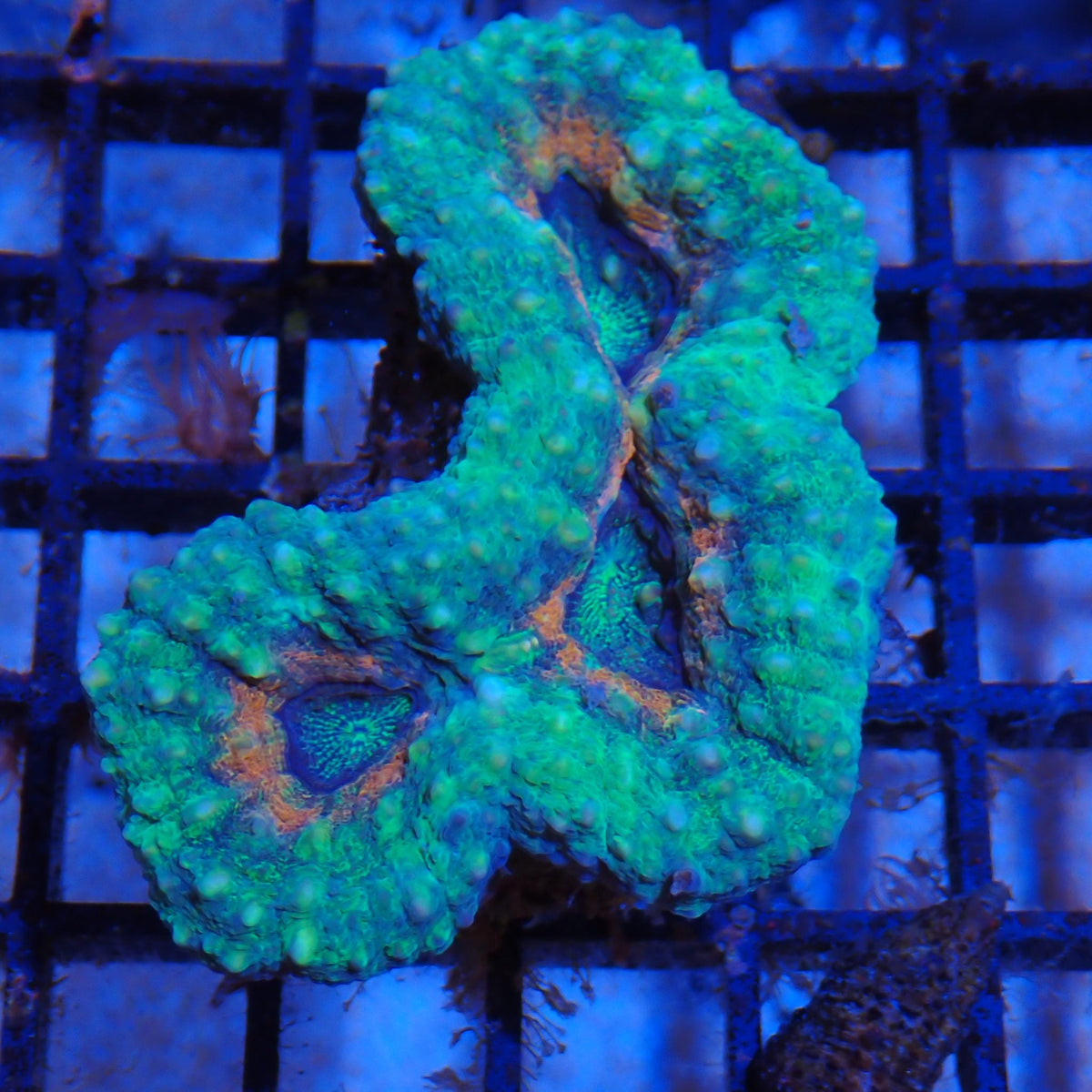 Pachysepta (Acan) AA003 | Acanthastrea pachysepta