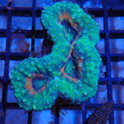 Pachysepta (Acan) AA003 | Acanthastrea pachysepta