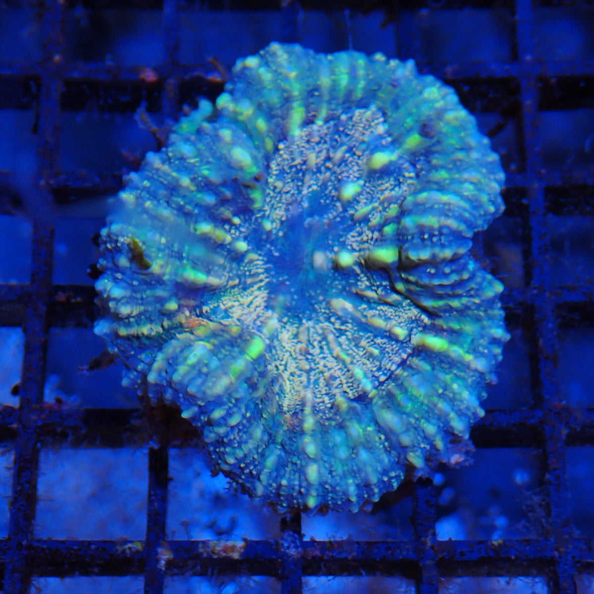 Pachysepta (Acan) AA004 | Acanthastrea pachysepta