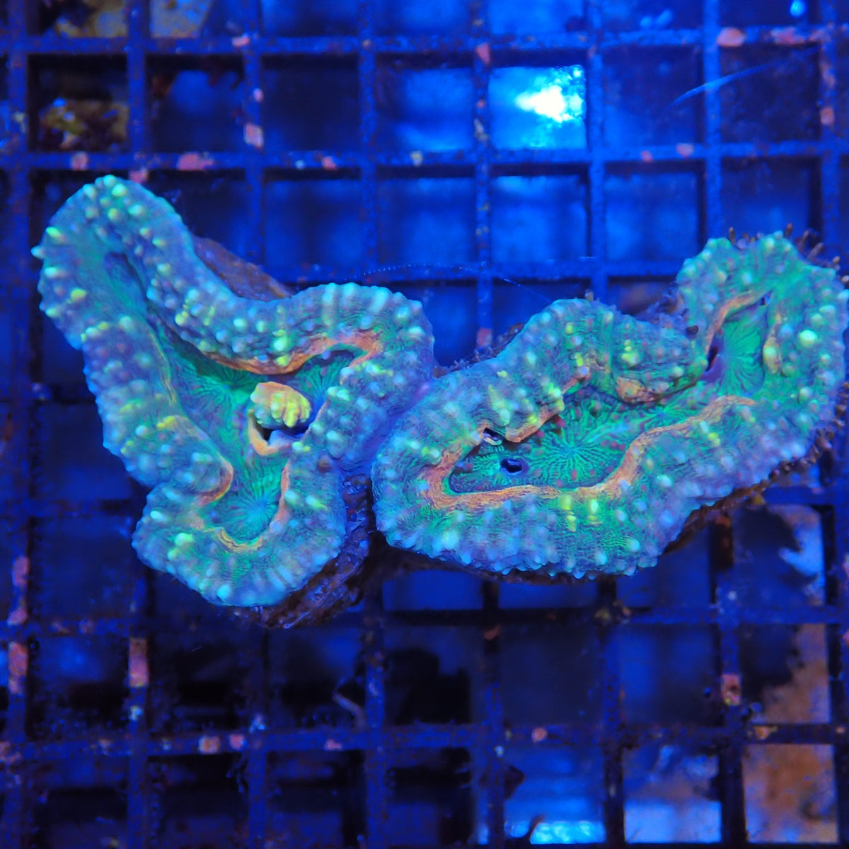 Pachysepta (Acan) AA005 | Acanthastrea pachysepta